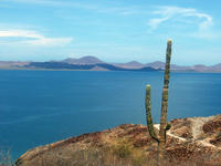 Le cactus solitaire