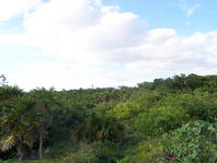 Végétation tropicale dans la région de Tulum