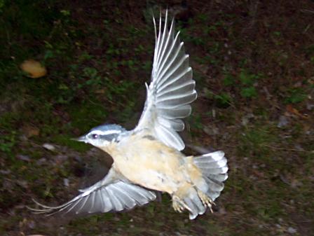 Gros plan sur les ailes d’un oiseau dans le boisé de Baie-St-Paul